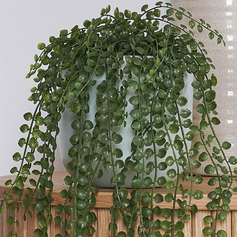 Artificial Ficus Pumila Hanging