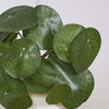Artificial Money Plant