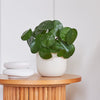 Artificial Money Plant