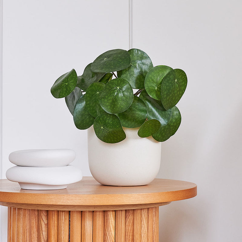 Artificial Money Plant