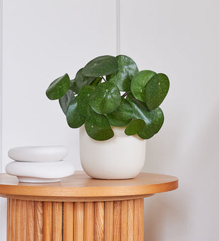 Artificial Money Plant