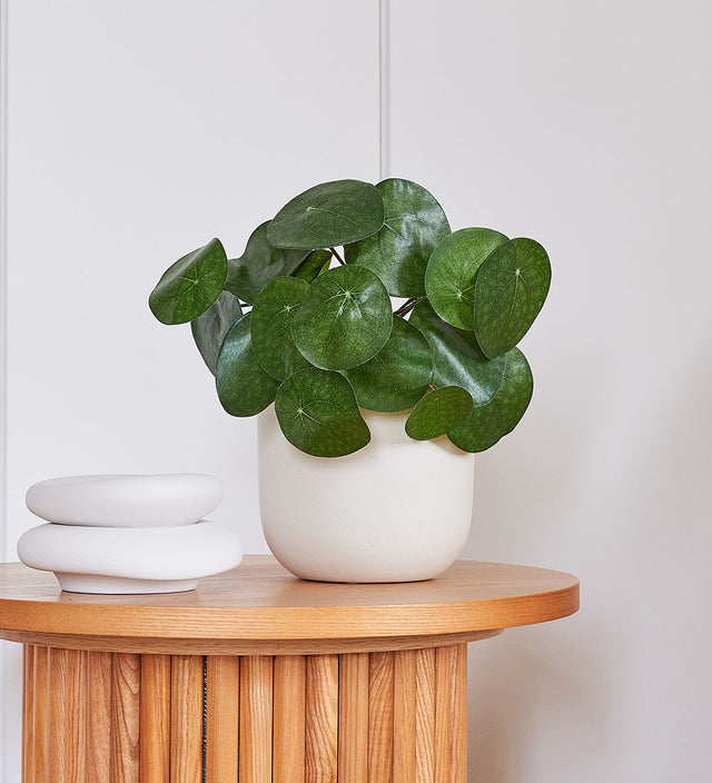 Artificial Money Plant