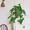 Artificial Philodendron