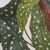 Artificial Polka Dot Begonia