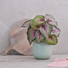 Artificial Begonia