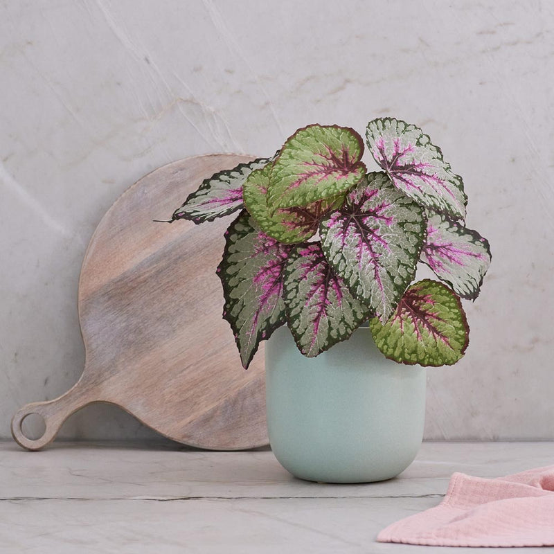 Artificial Begonia