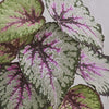 Artificial Begonia