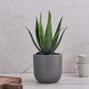 Artificial Aloe Vera