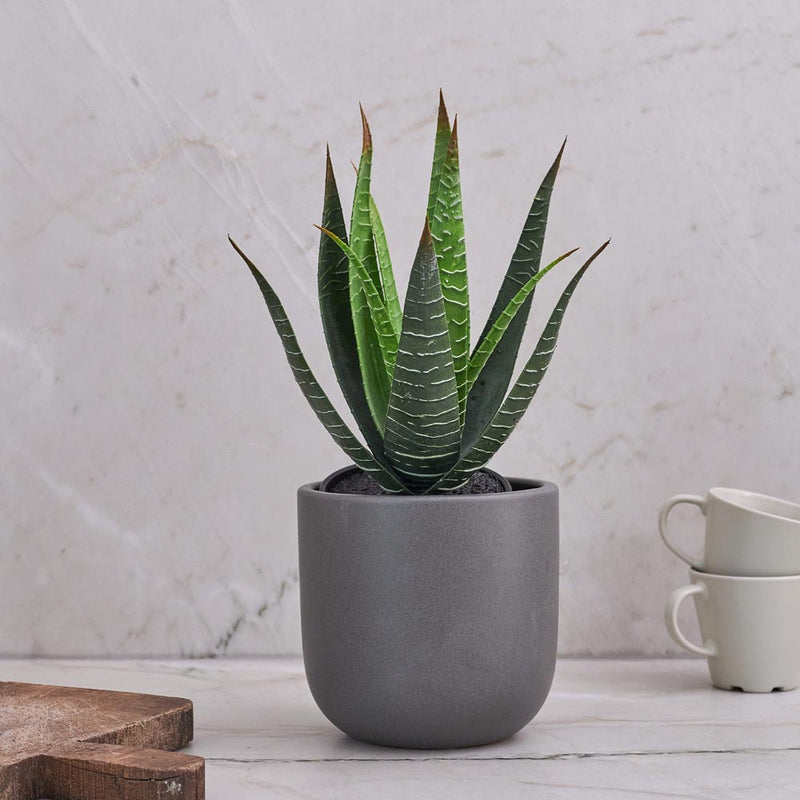 Artificial Aloe Vera