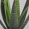 Artificial Aloe Vera