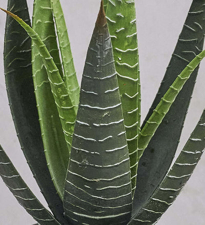 real vs fake aloe vera plant Artificial Aloe Vera