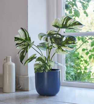 Artificial Variegated Monstera
