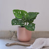 Artificial Monstera Obliqua