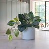 Artificial Pothos