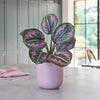 Artificial Rose Painted Calathea
