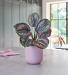 Artificial Rose Painted Calathea
