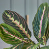 Artificial Prayer Plant