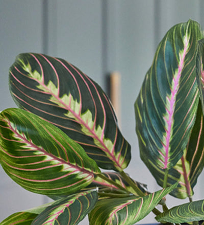 fake prayer plant Artificial Prayer Plant