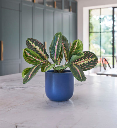 prayer indoor plant Artificial Prayer Plant