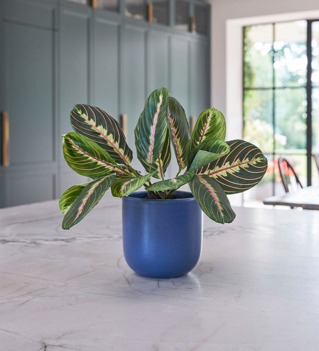 Artificial Prayer Plant