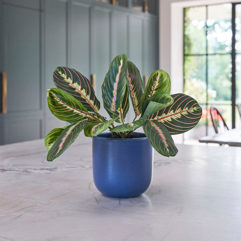 Imperfect Artificial Plant