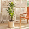 Artificial Agave Plant