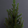 Picea Tree & Pot