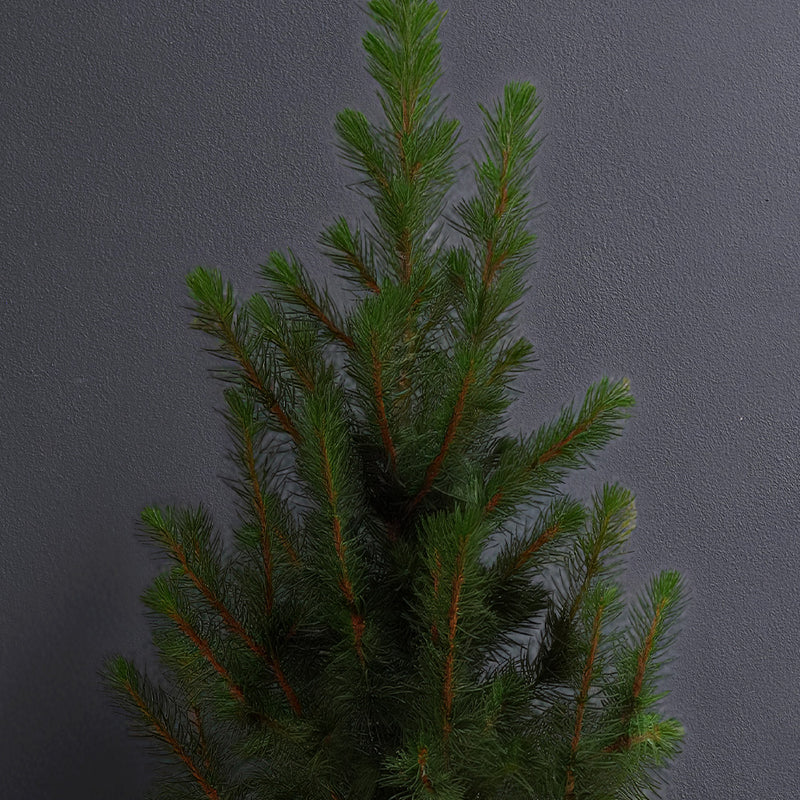 Picea Tree & Pot