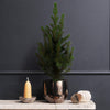 Picea Tree & Pot