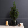 Picea Tree & Pot