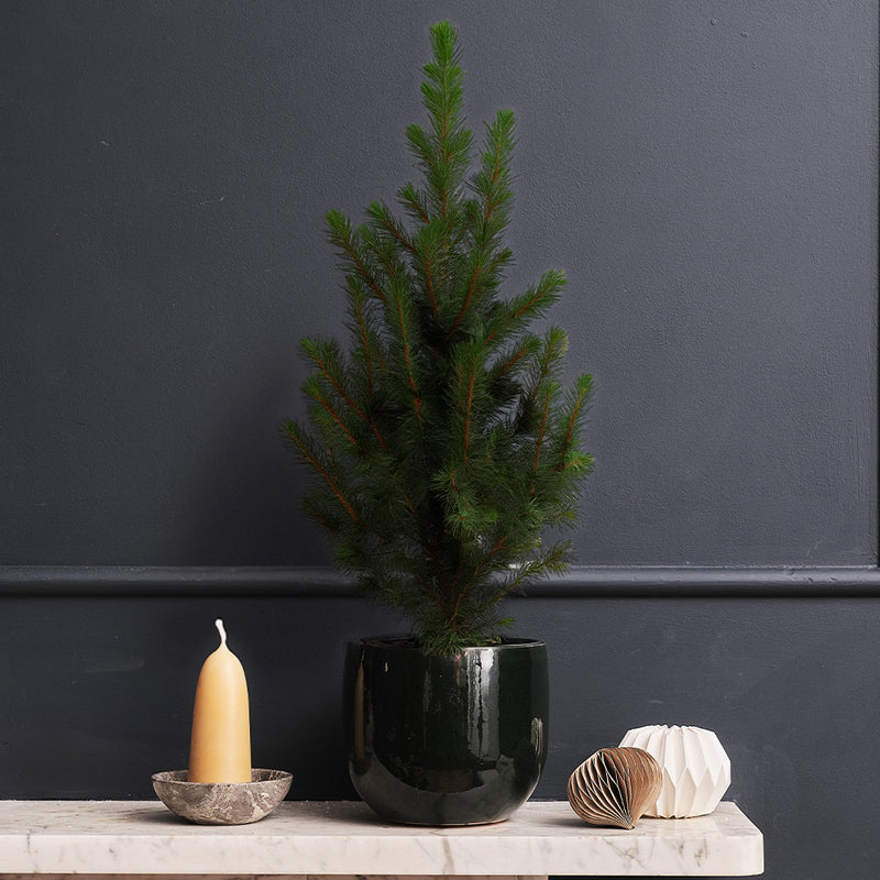 Picea Tree & Pot