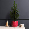 Picea Tree & Pot