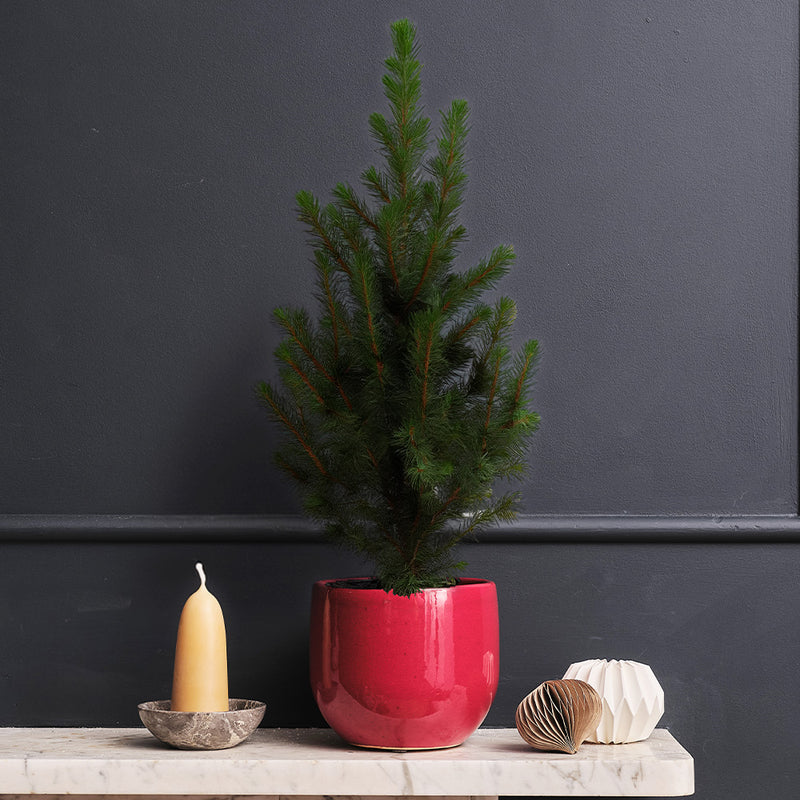 Picea Tree & Pot