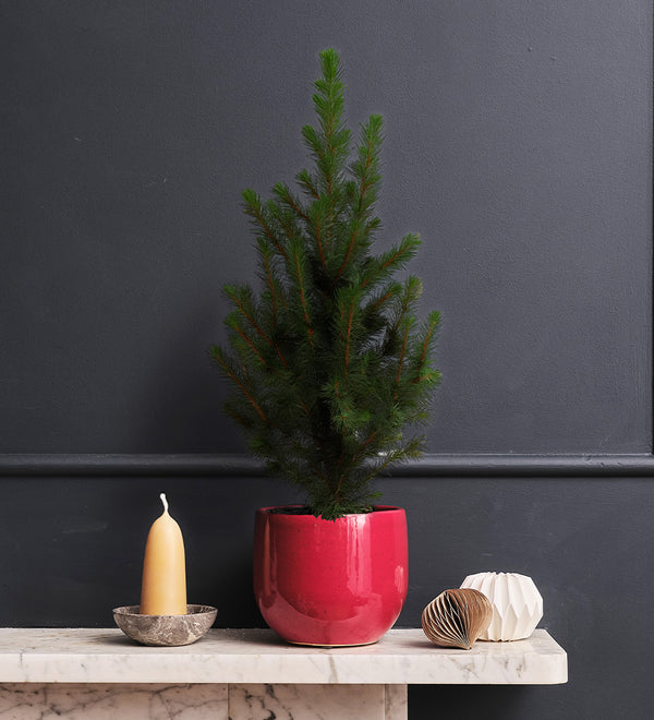 Picea Tree & Pot