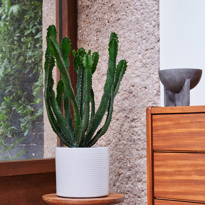 Large Euphorbia Triangularis