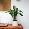 Aspidistra
