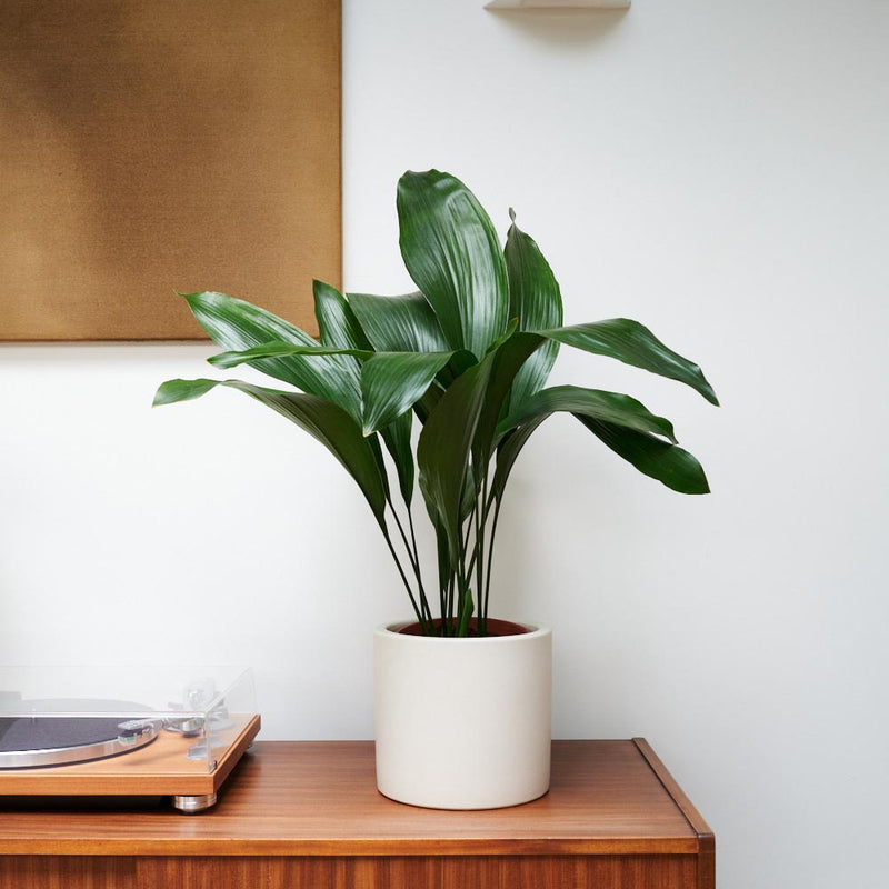 Aspidistra