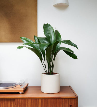 Aspidistra