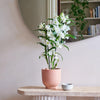 Bamboo Orchid & Pot