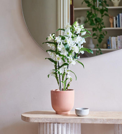 Bamboo Orchid & Pot