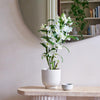 Bamboo Orchid & Pot