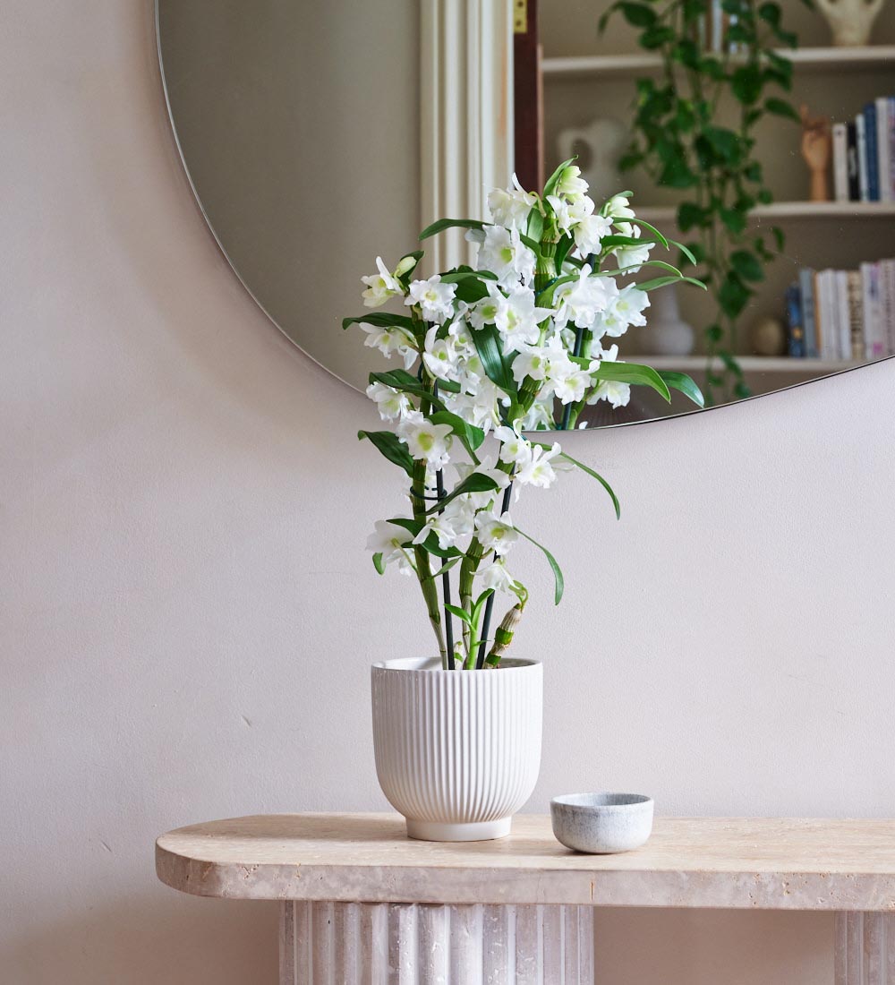 Bamboo Orchid & Pot