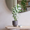 Bamboo Orchid & Pot