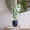 Bamboo Orchid & Pot