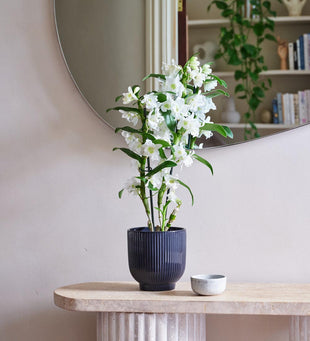 Bamboo Orchid & Pot