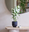 Bamboo Orchid & Pot