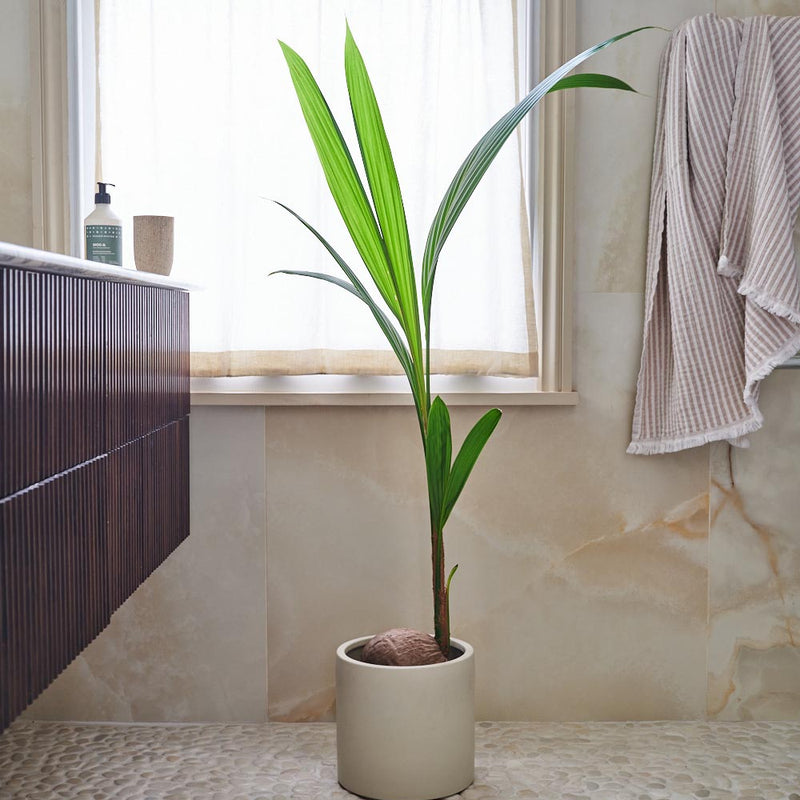 Coconut Palm