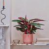 Calathea Stromanthe Triostar
