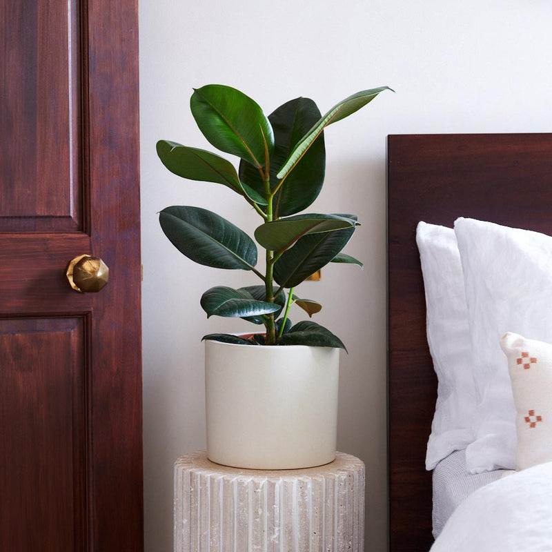 Rubber Plant