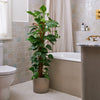 Devil's Ivy on Moss Pole & Pot